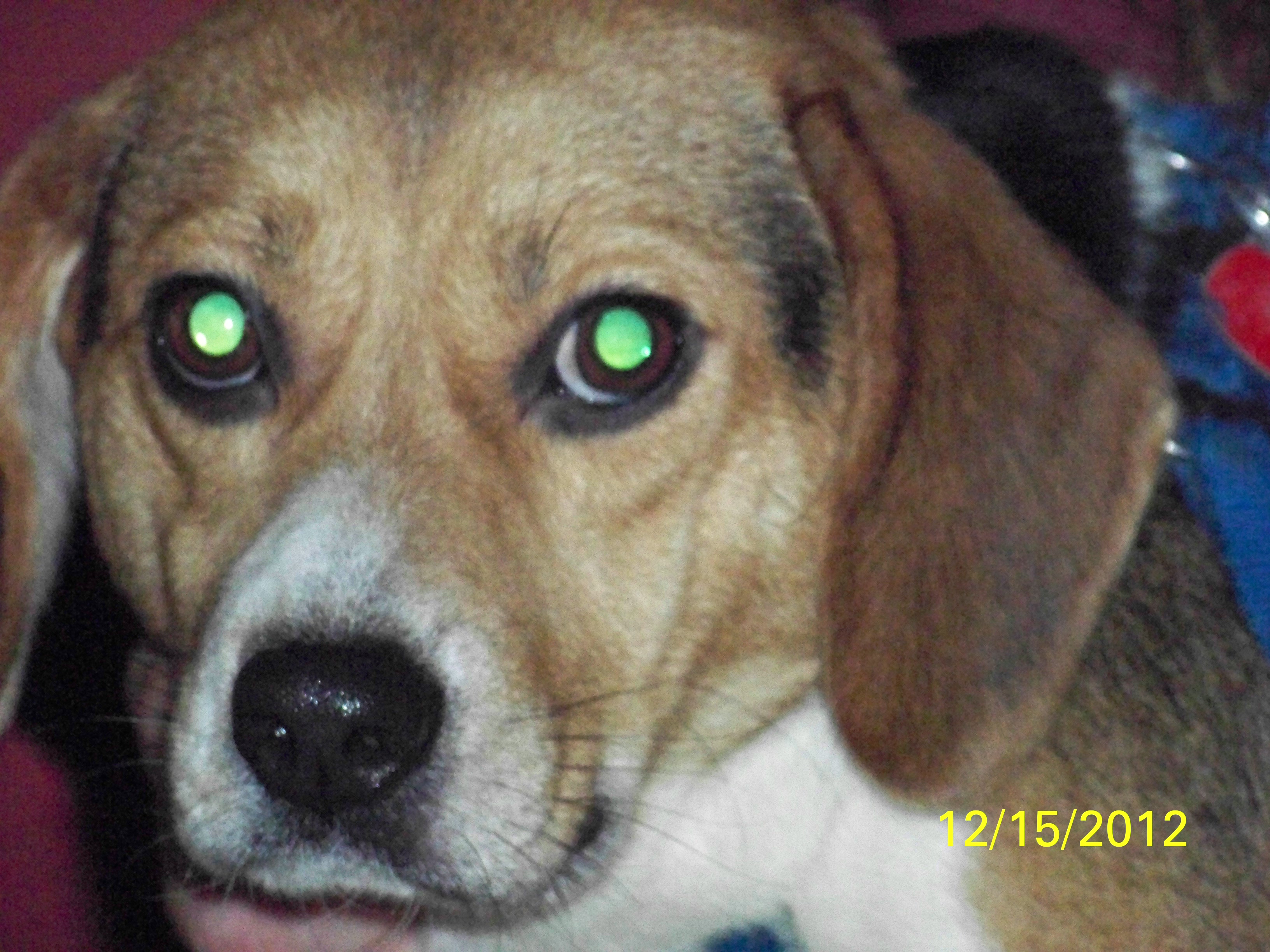 The way a Beagle always is CLOSEUP